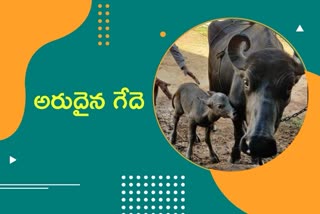 Indias First Banni Buffalo IVF Calf Born