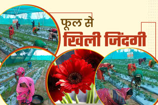 Gerbera farming