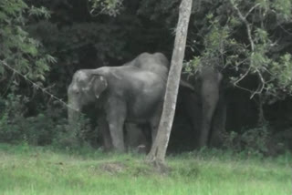 wild-elephants-terror-in-nagon