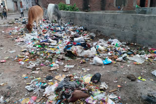 جے پور میں جگہ جگہ کچرے کا ڈھیر، ڈینگی کے مریضوں میں اضافہ