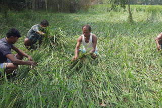 Harishchandrapur Farmers