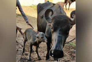 India's first Banni buffalo IVF calf born in Gujarat