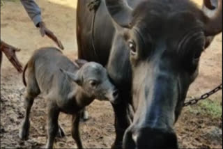 Banni Buffalo