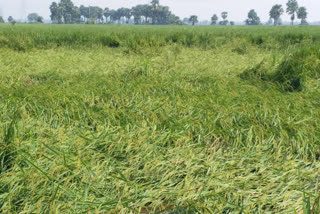 Paddy crop in fields ruined due to heavy rains by changing weather of Jharkhand