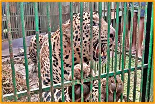 Leopard Caught at Amguri