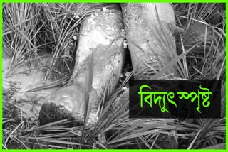 death-of-an-elephant-due-to-electrocution-in-golaghat