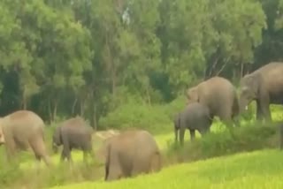 नवादा में हाथियों का आतंक