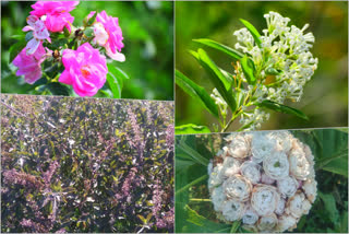 Aromatic Garden in Lalkuan