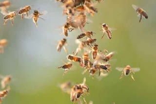 mad died in honey bees attack in vishakha district
