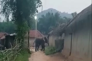elephant-entered-goa-kola-village-