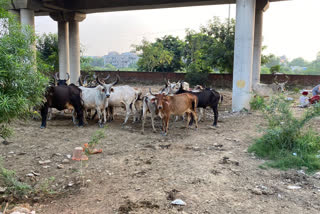 animals in dwarka