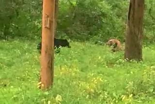 tiger-bear-fight-in-nagarahole-reserve-forest