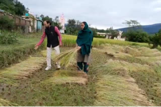 مسلسل بارش اور برف باری کی وجہ سے کسانوں کی تقریباً 70 فیصد فصلیں تباہ