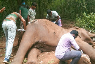 கோவை வனசரகத்தில் பரபரப்பு, ஆண் யானை உடல், killed male elephant, ivory hunting