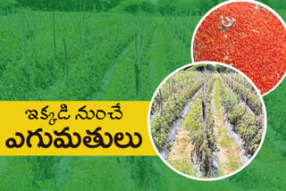 increased-tomato-prices-due-to-rains-in-ap