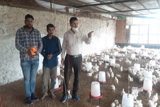 Poultry Farm News