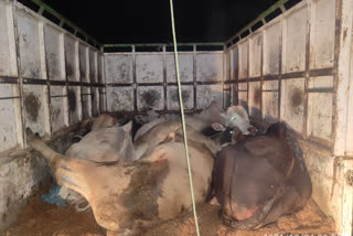 cattle seized in Nagaon