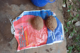 ആറളം ഹയർസെക്കൻഡറി  Aralam Higher Secondary School  Aralam Higher Secondary School news  bomb found news  Kannur Bomb news  ആറളം ഹയർസെക്കൻഡറി സ്കൂള്‍ വാര്‍ത്ത  സ്കൂളില്‍ ബോംബ് കണ്ടെത്തി  സ്കൂളില്‍ ബോംബ് വാര്‍ത്ത  ആറളം ഹയർസെക്കൻഡറിയില്‍ ബോംബ് വാര്‍ത്ത