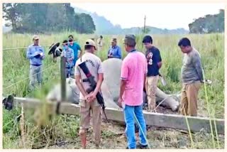 Accident in Kaziranga: Electrocuted wild boar and deer with an elephant