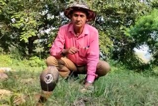 monocled cobra found in Ramnagar