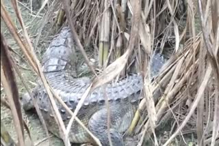 crocodile-entered-the-farmers-field-in-pratappur-village