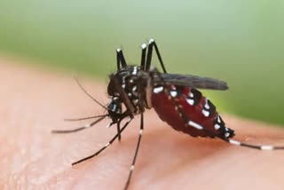 गाजियाबाद में डेंगू के 28 नए मरीज