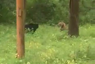 viral video of bear tiger fight in erode