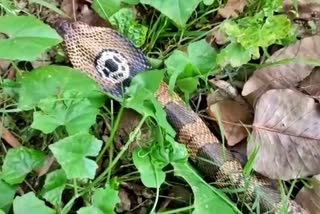 Spitting Cobra  Pirumadara, Ramnagar  venomous cobra  Monocled Cobra  cobra videos  cobras in Uttarakhand  snake videos  ಉಗುಳುವ ನಾಗರಹಾವು,  ಉಗುಳುವ ನಾಗರಹಾವು ಪತ್ತೆ  ಉತ್ತರಾಖಂಡ್​ನಲ್ಲಿ ಉಗುಳುವ ನಾಗರಹಾವು ಪತ್ತೆ