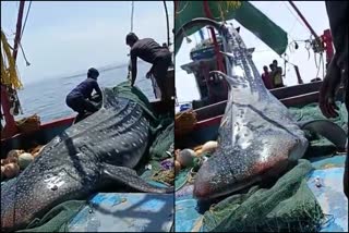mangalore Fishermans got a 'whale' and leave it again To the sea