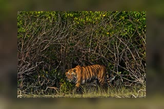 Fisherman killed by tiger