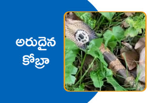 spitting cobra in india