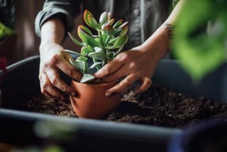 gardening,  basics of gardening,  what are the basic things related to gardening,  beginners guide to gardening,  succulent plants grow easily,  plants to grow easily,  home decor,  plants,  trees,  indoor plants,  home garden,  kitchen garden, low maintenance plants, what are succulents, is cactus a succulent, how to grow a succulent, what are the types of succulents