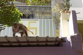 Terror Of Monkeys In Nawada