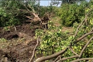 अमरावतीत शेतकऱ्याने संत्र्याच्या ५०० झाडांवर चालवला बुलडोझर