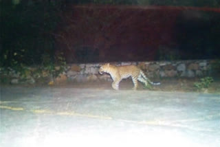 panther in jaipur