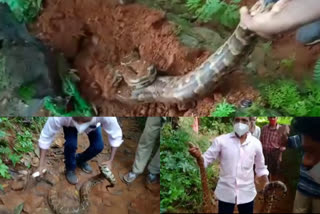 forest rangers caught a python in ernakulam kallad  python in ernakulam kallad  python ernakulam kallad  python in ernakulam  python in kallad  kallad python  kallad snake  പെരുമ്പാമ്പിനെ പിടികൂടി  കയ്യാലപ്പൊത്തിലൊളിച്ച പെരുമ്പാമ്പിനെ പിടികൂടി  പെരുമ്പാമ്പ്  12 അടി പെരുമ്പാമ്പ്  കള്ളാട്