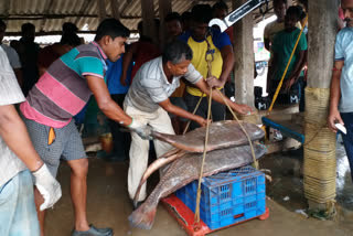 Digha Fish