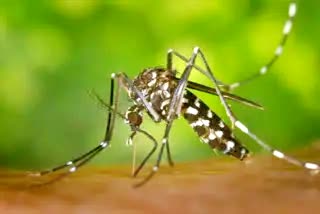 Dengue havoc in Madhya Pradesh