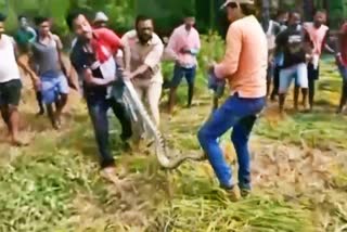 14 feet python rescue in bangiriposi range of mayurbhanj