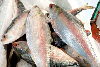 Hilsa