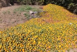 thousands of quintals of oranges were thrown by farmers on the road