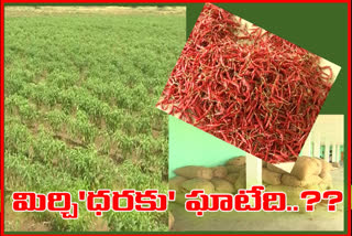 MIRCHI CROP