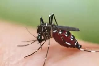 dengue cases in delhi symptoms treatment precaution