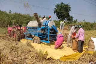 farmers are in despair