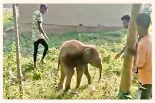 baby elephant rescue