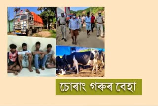 kamrup police seized truck carrying 64 cows illegaly at amingaon