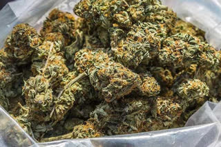 cannabis seized