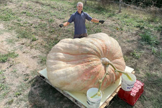 Monster pumpkin, Monster pumpkin heavier than a small car, Monster pumpkin heavier than a small car breaks world record, ದೈತ್ಯಕಾರದ ಕುಂಬಳಕಾಯಿ ಬೆಳೆದ ರೈತ, ದೈತ್ಯಕಾರದ ಕುಂಬಳಕಾಯಿ ಬೆಳೆದು ವಿಶ್ವದಾಖಲೆ ಬರೆದ ರೈತ, ದೈತ್ಯಕಾರದ ಕುಂಬಳಕಾಯಿ ಬೆಳೆದು ವಿಶ್ವದಾಖಲೆ ಬರೆದ ಇಟಲಿ ರೈತ,