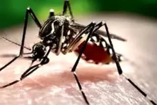 DENGUE CASES INCREASING