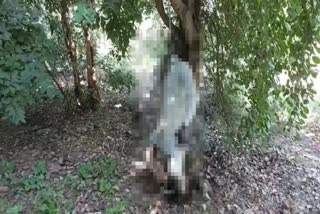 man dead body found in pipli park